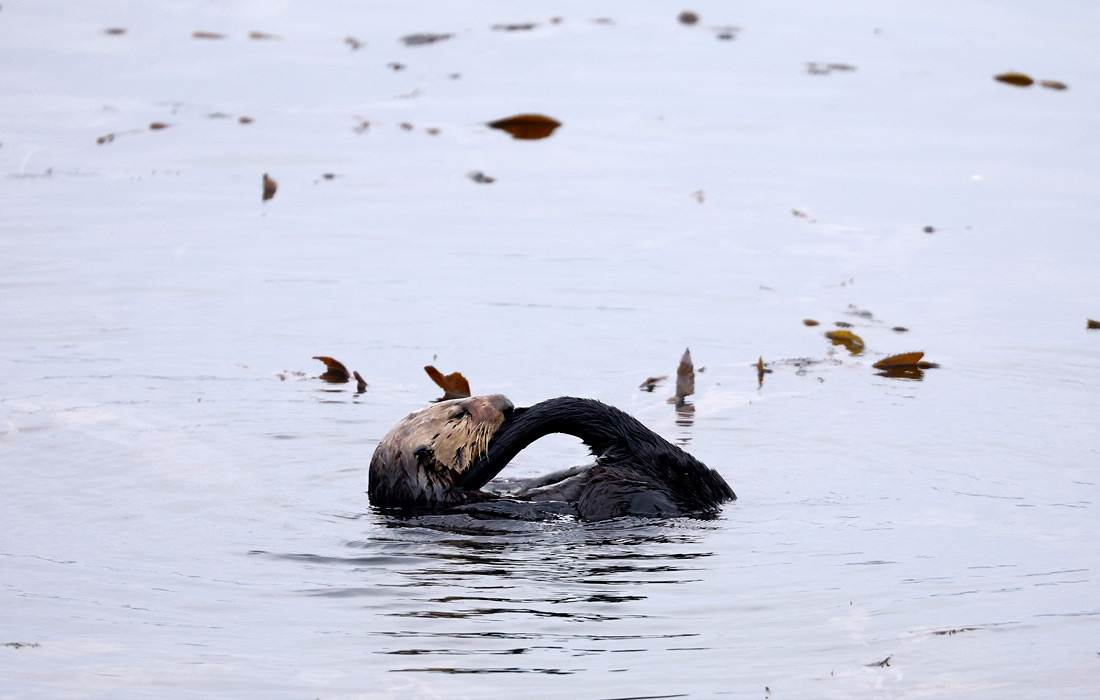 Выдра в Морро-Бей, Калифорния