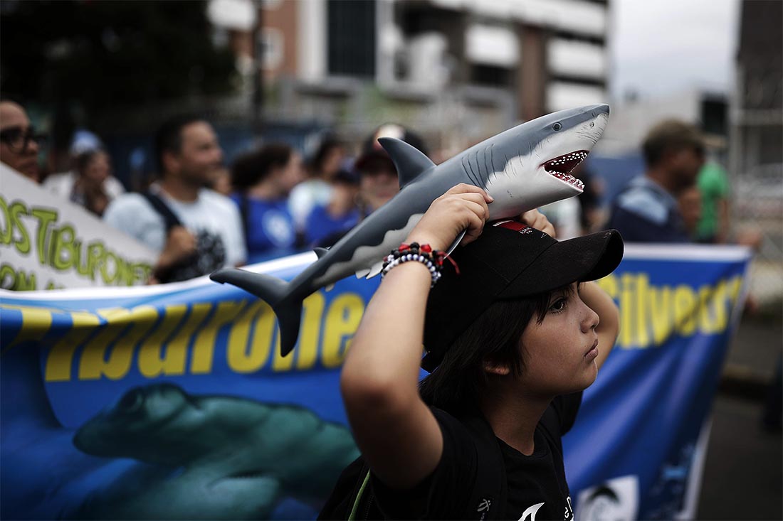 Экологи вышли на улицы, чтобы защитить акул от вымирания в Коста-Рике