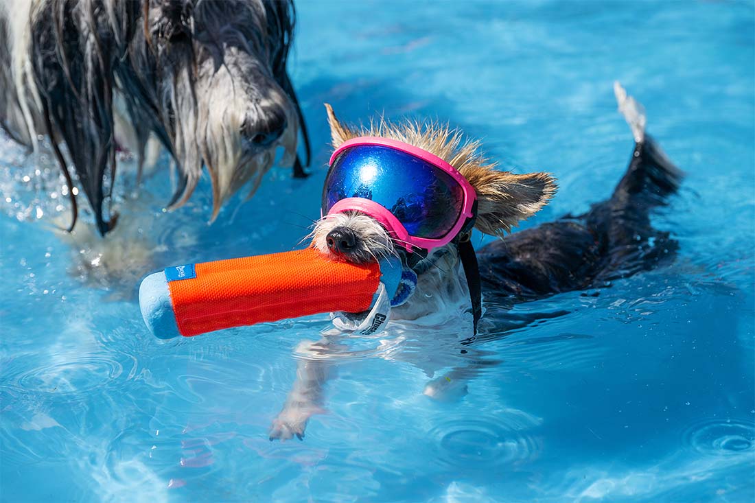 День купания собак в Баварии