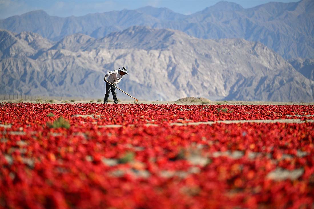 Сбор перца чили в Бачжоу, Китай