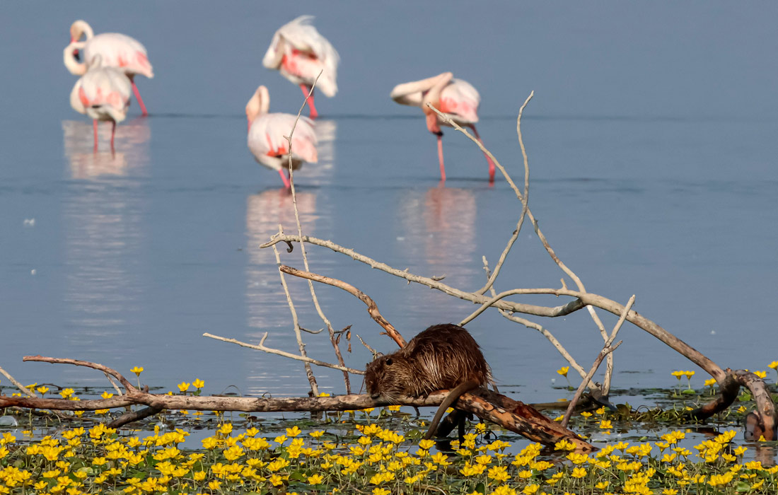 Дикая природа на озере Керкини в Греции