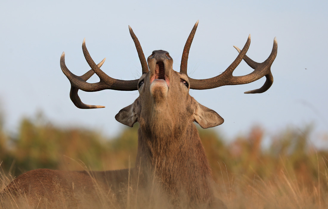 Олень в Буши-парке в Лондоне