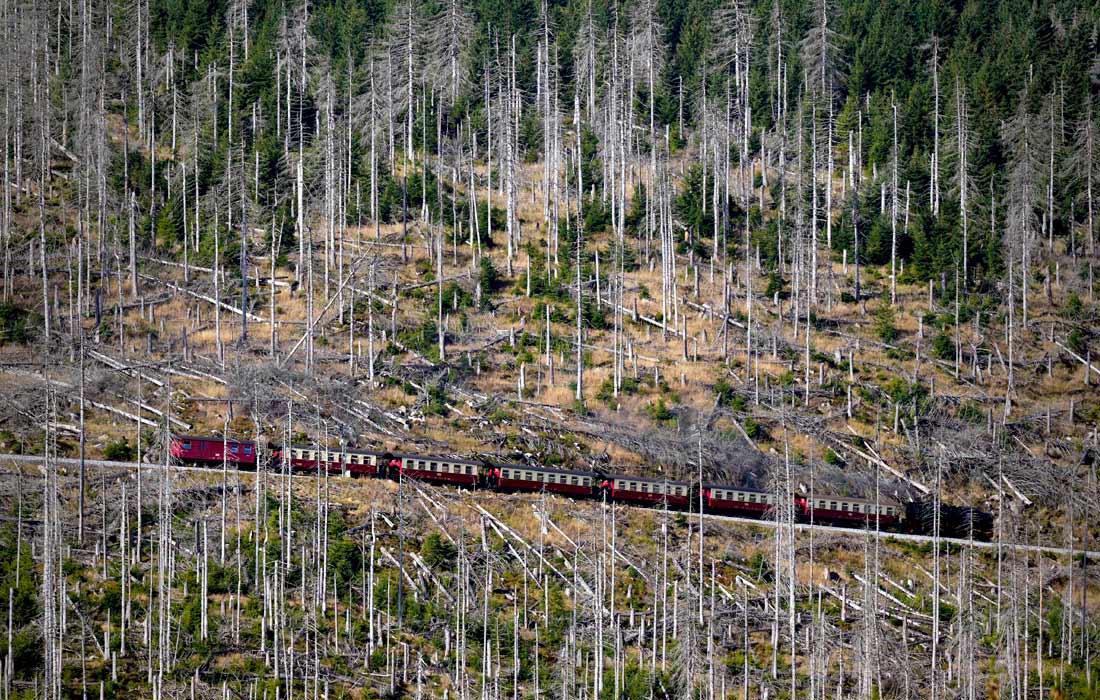 Деревья, уничтоженные жуком-короедом, в горах Гарц в земле Саксония-Анхальт