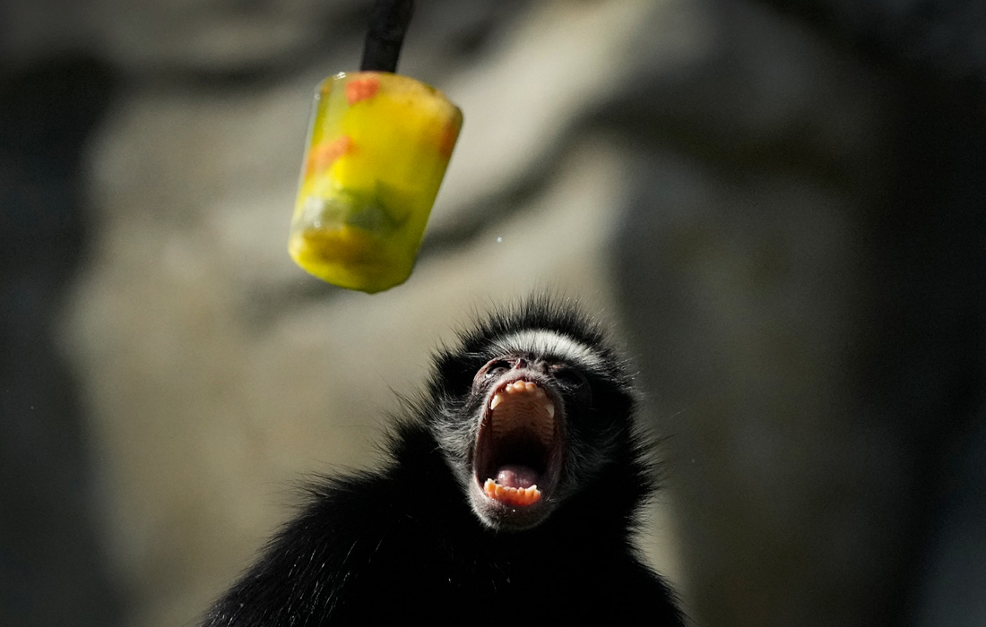 Паукообразная обезьяна в зоопарке Рио-де-Жанейро