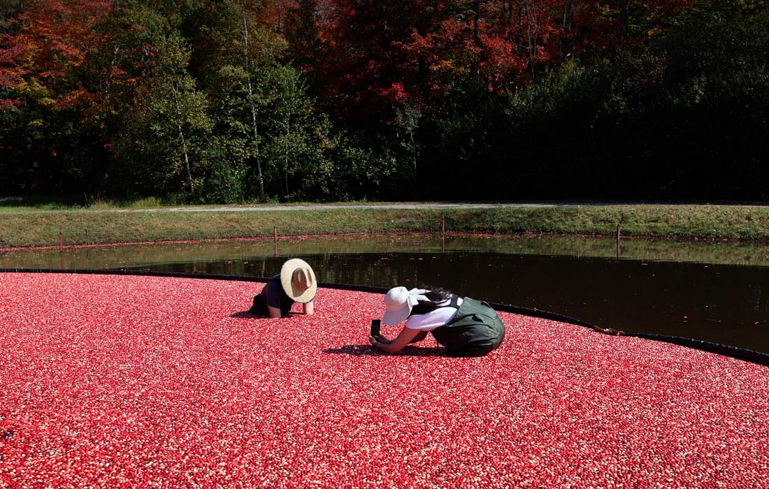 Сезон сбора клюквы в Канаде