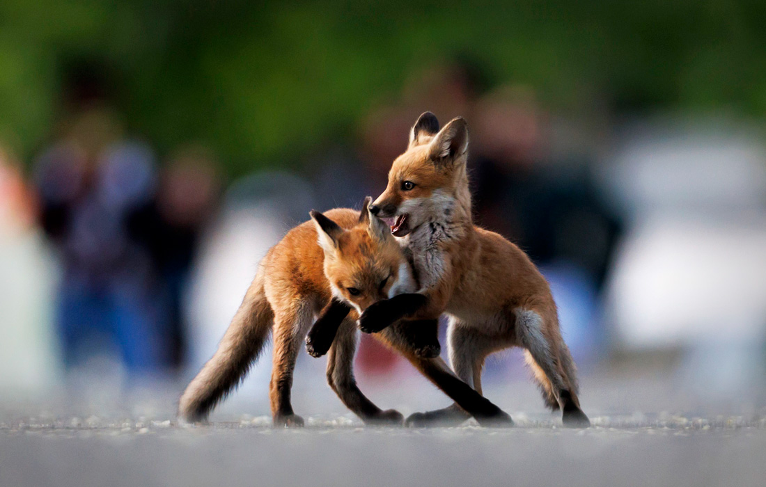 Лисы в парке Миллениум в Чикаго