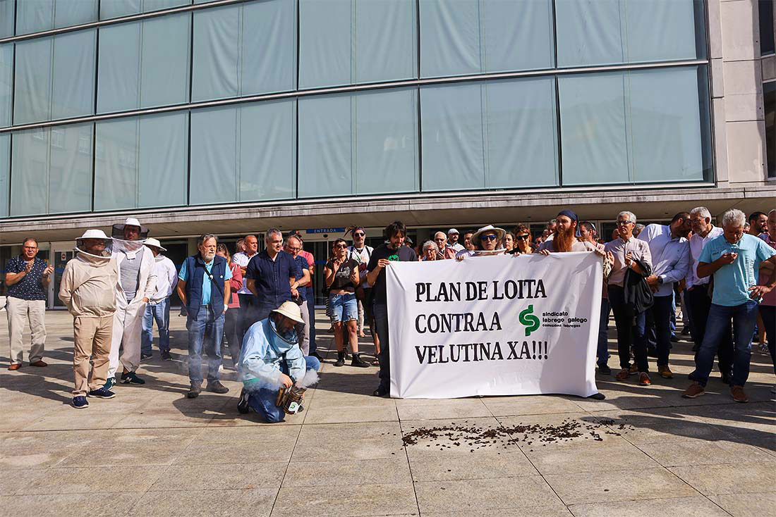 Профсоюзы испанской Галисии требуют принятия мер против распространения азиатского шершня