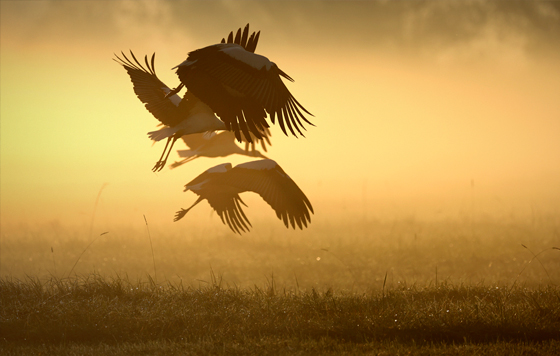 Лучшие фото недели