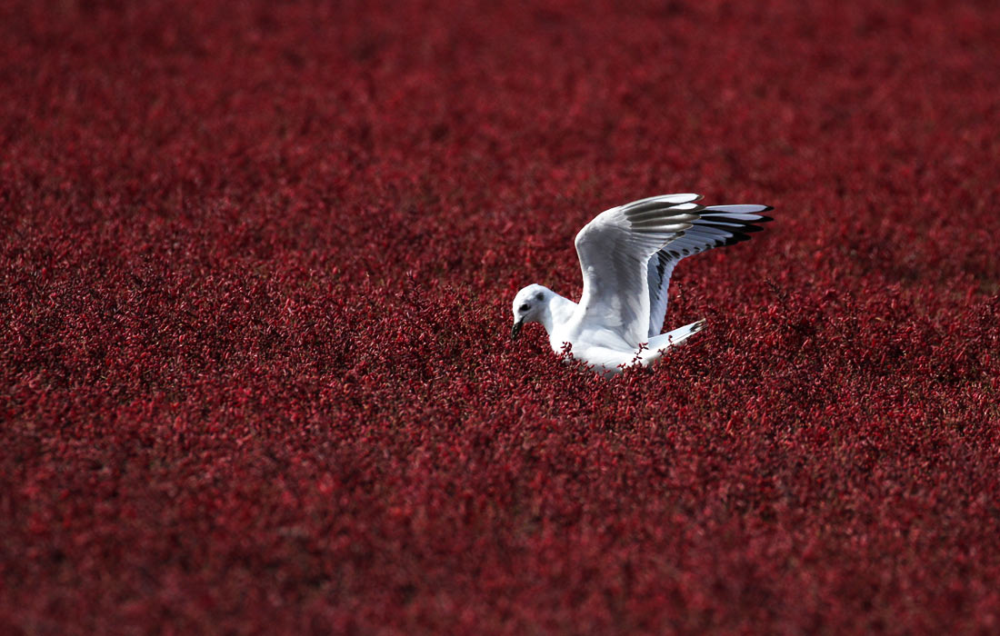 Чайка на красном пляже в Инкоу, провинция Ляонин, Китай
