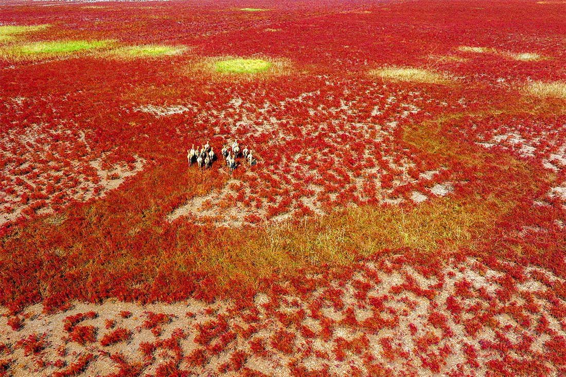 Олени милу на водно-болотных угодьях Яньчэна, провинция Цзянсу, Китай