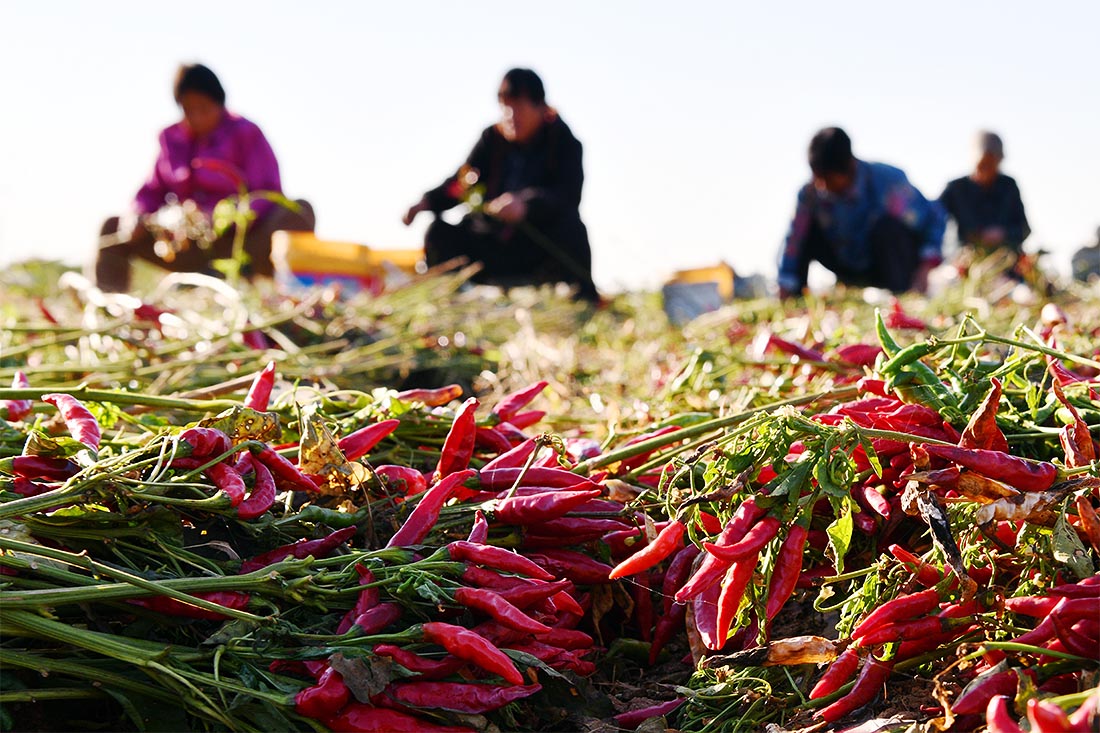 Урожай красного перца чили собирают в китайском Шицзячжуане