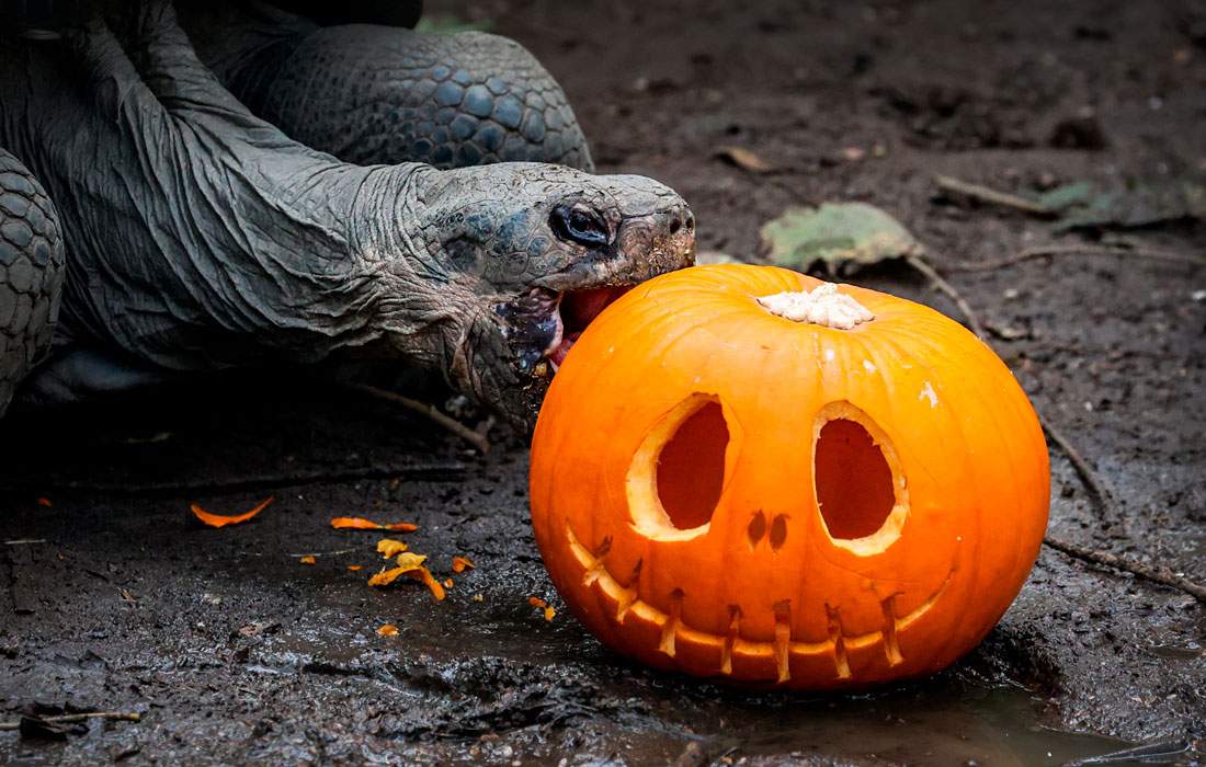 Животные в Лондонском зоопарке получили угощения в преддверии Хэллоуина