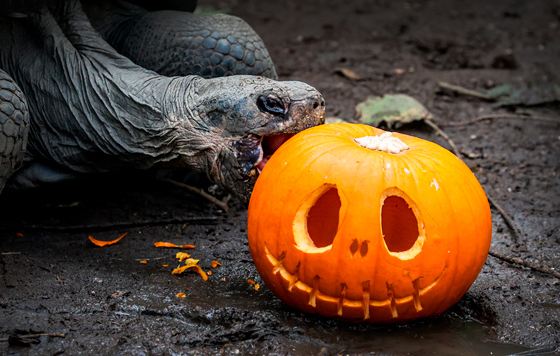 Фотохроника 23 октября