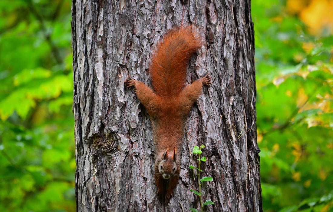 Белка в парке Берлина