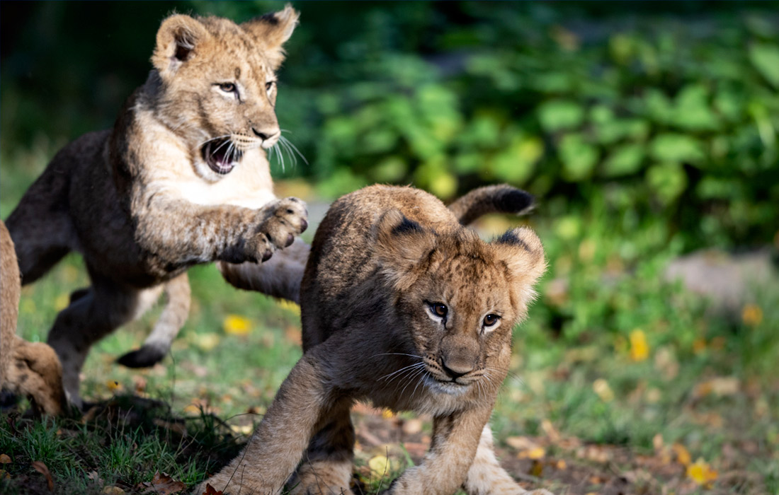 Львята в Лейпцигском зоопарке