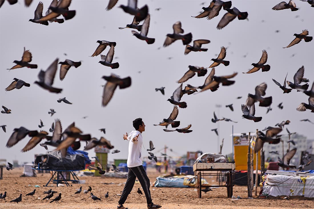 Голуби на пляже Марина в Ченнаи, Индия