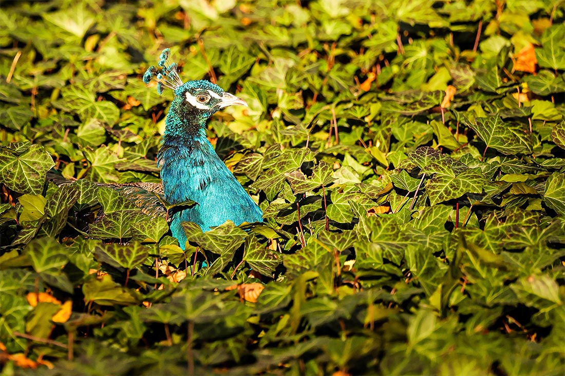 Зеленый павлин в парке "Лазенки" в Варшаве