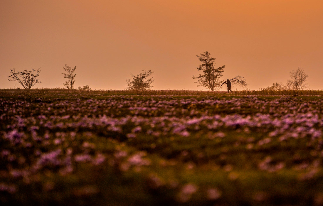 Сбор урожая шафрана в индийском Кашмире