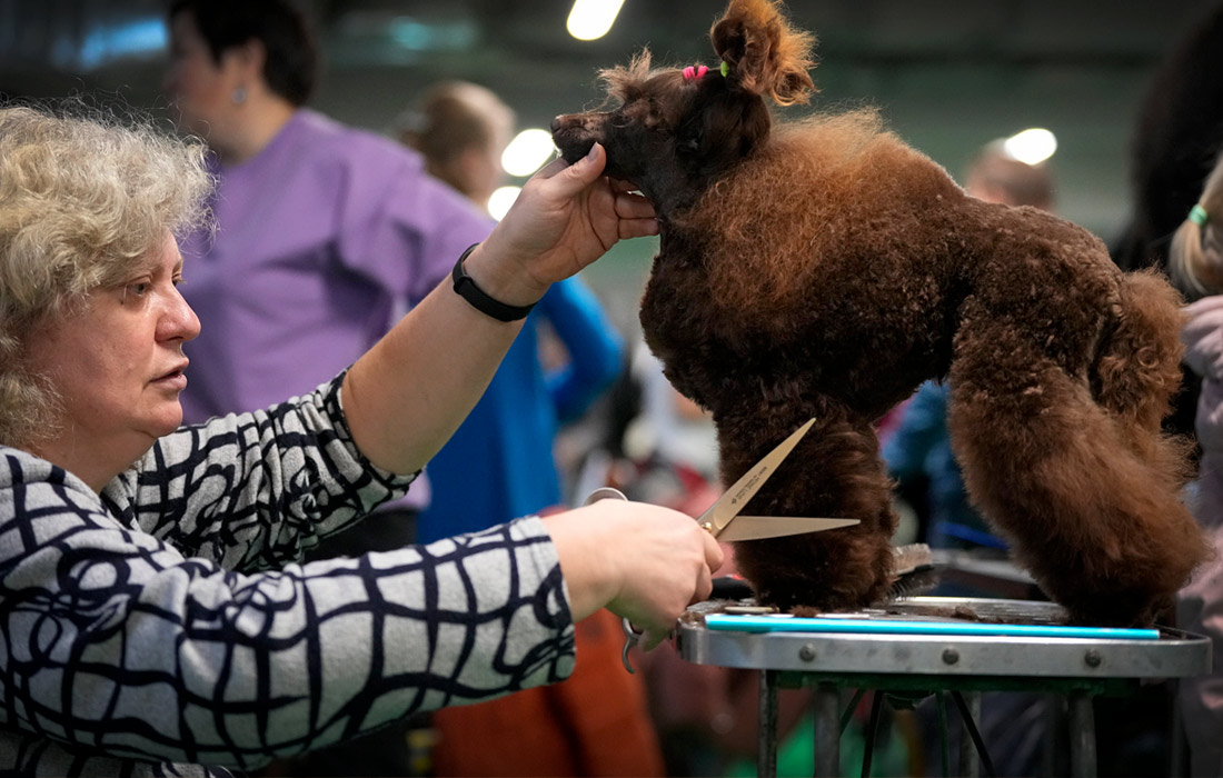 Выставка собак в Санкт-Петербурге