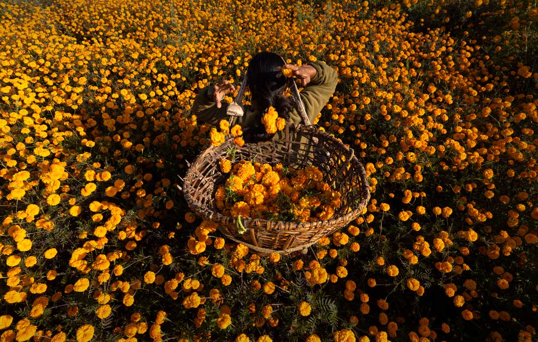 Сбор цветов для фестиваля Тихар в Катманду