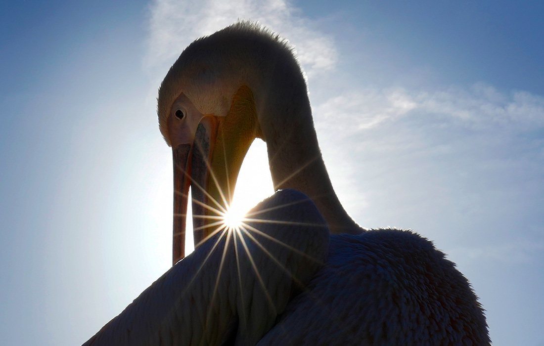 Пеликан в Сент-Джеймсском парке Лондона