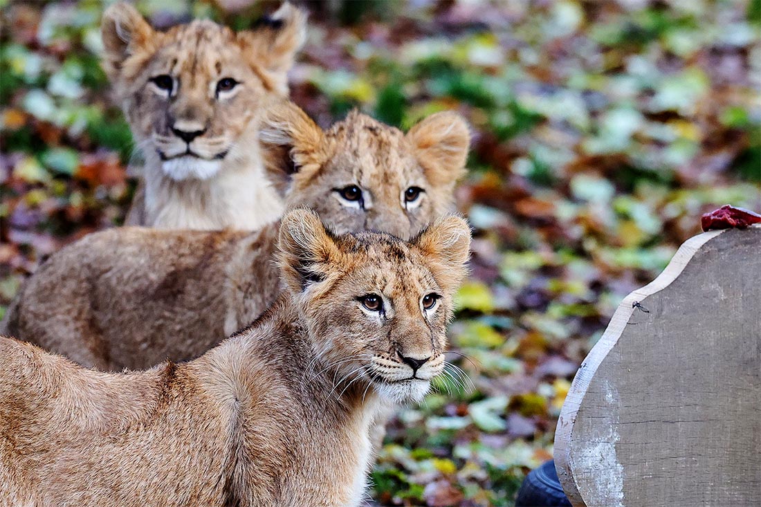 Львятам в зоопарке Лейпцига дали имена