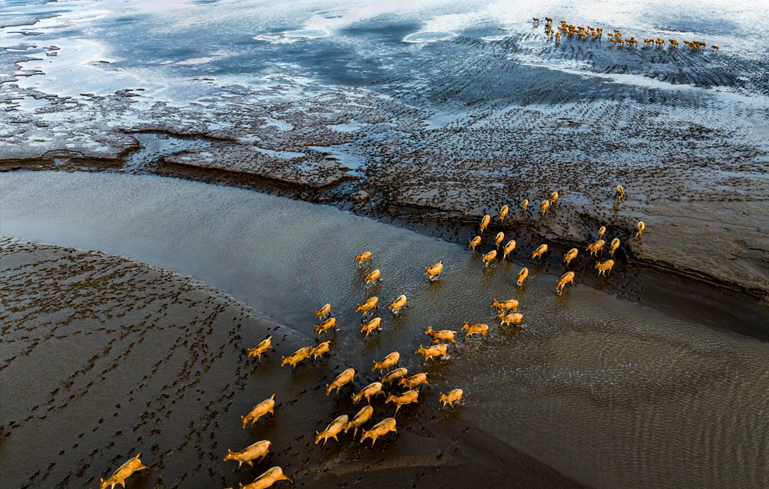 Лоси в национальном природном заповеднике провинции Цзянсу, Китай