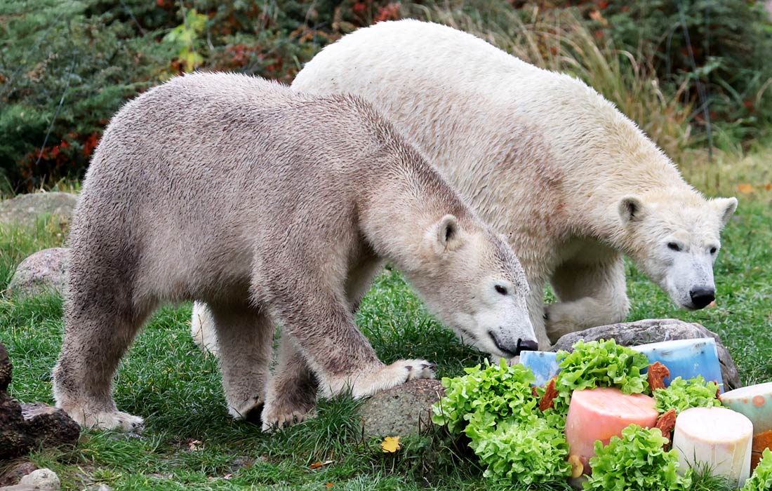 В Ростокском зоопарке белые медведи-близнецы отпраздновали свой второй день рождения