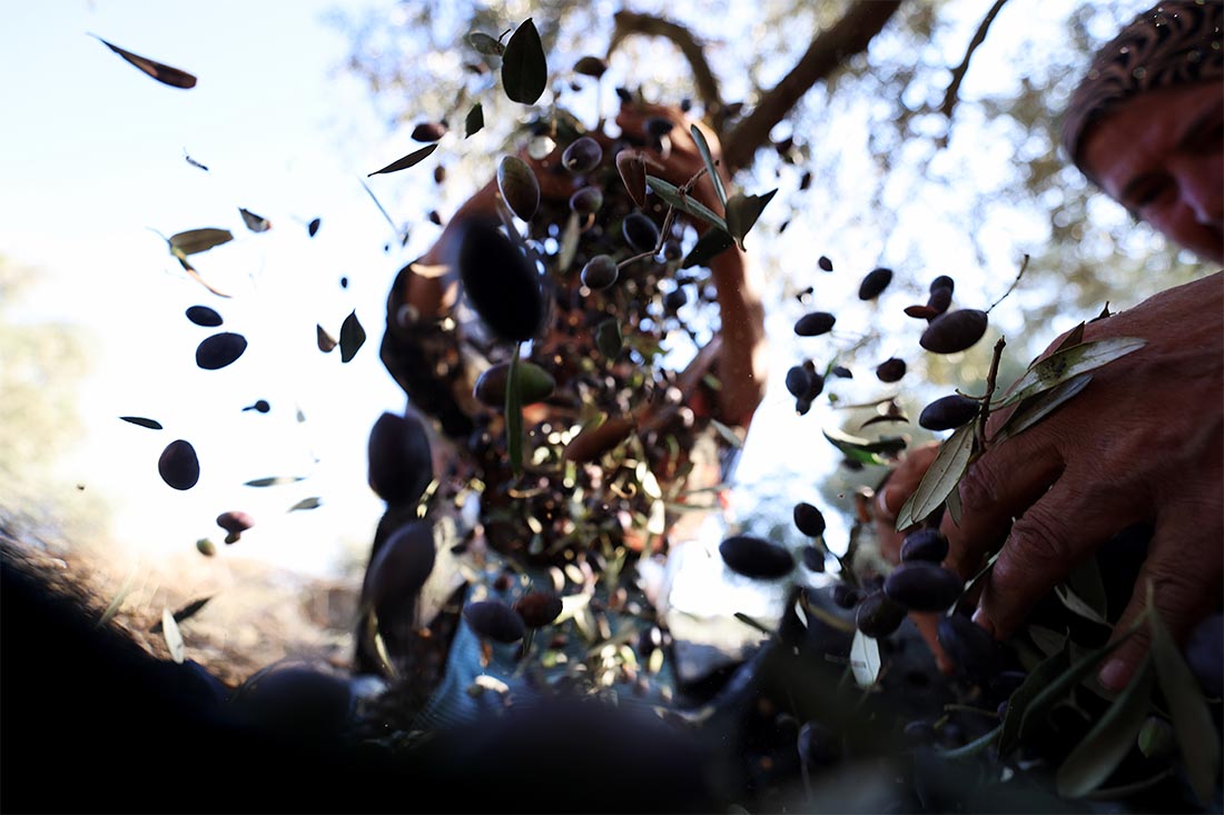 Сезон сбора урожая оливок пришел на Западный берег