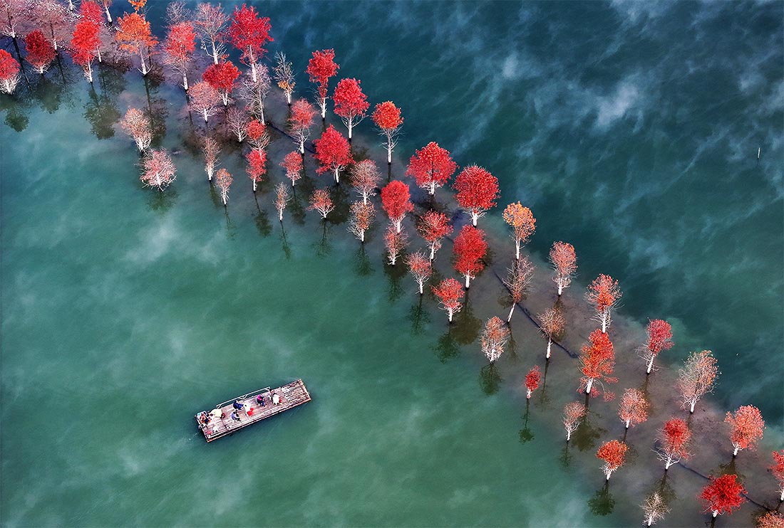 Туристы в секвойном лесу в Сюаньчэне