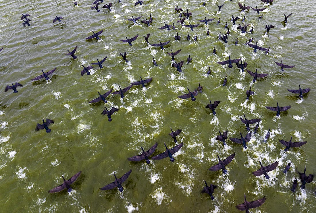 Водно-болотные угодья Тяозини в городе Яньчэн, провинция Цзянсу, Восточный Китай