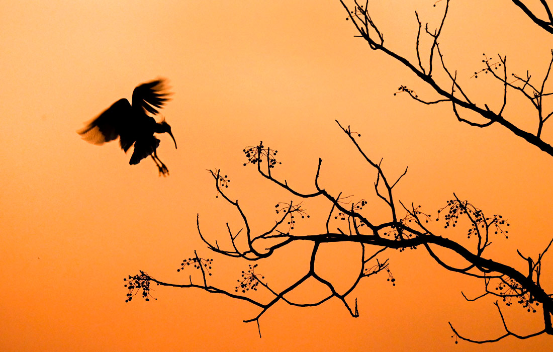 Красноногий ибис в провинции Шэньси, Китай