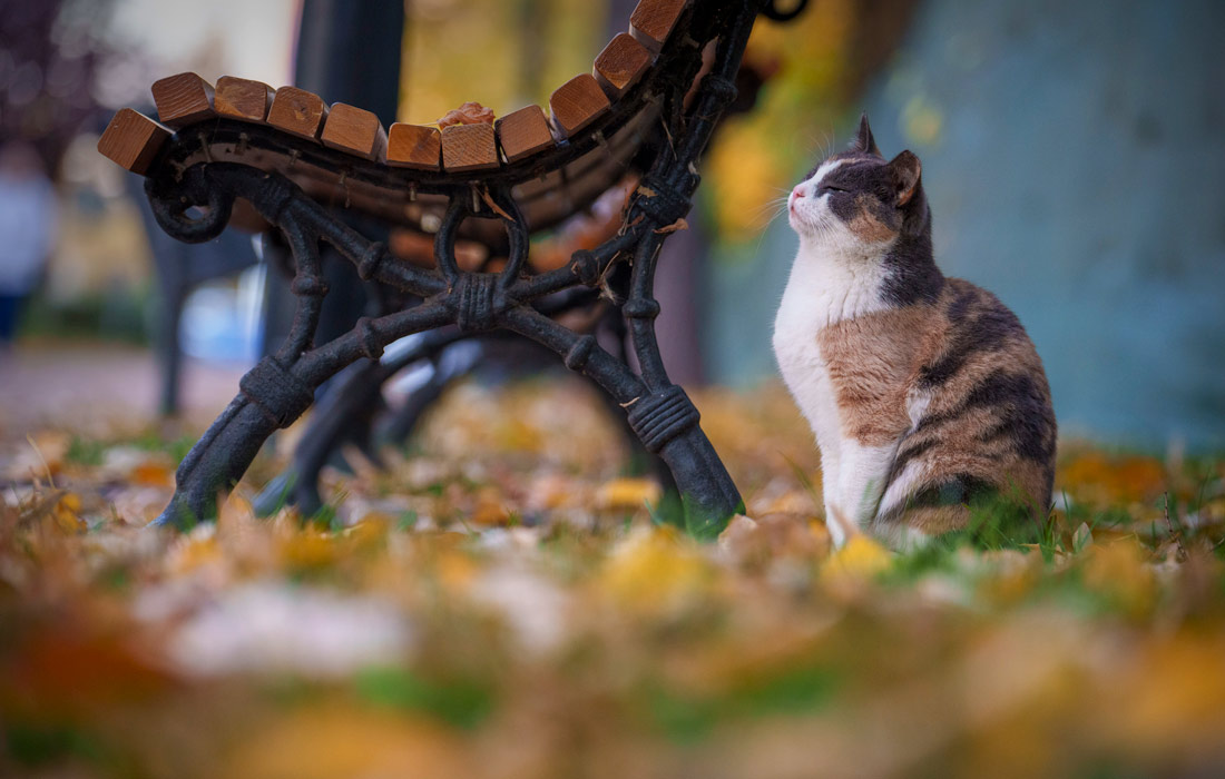 Осень в Румынии