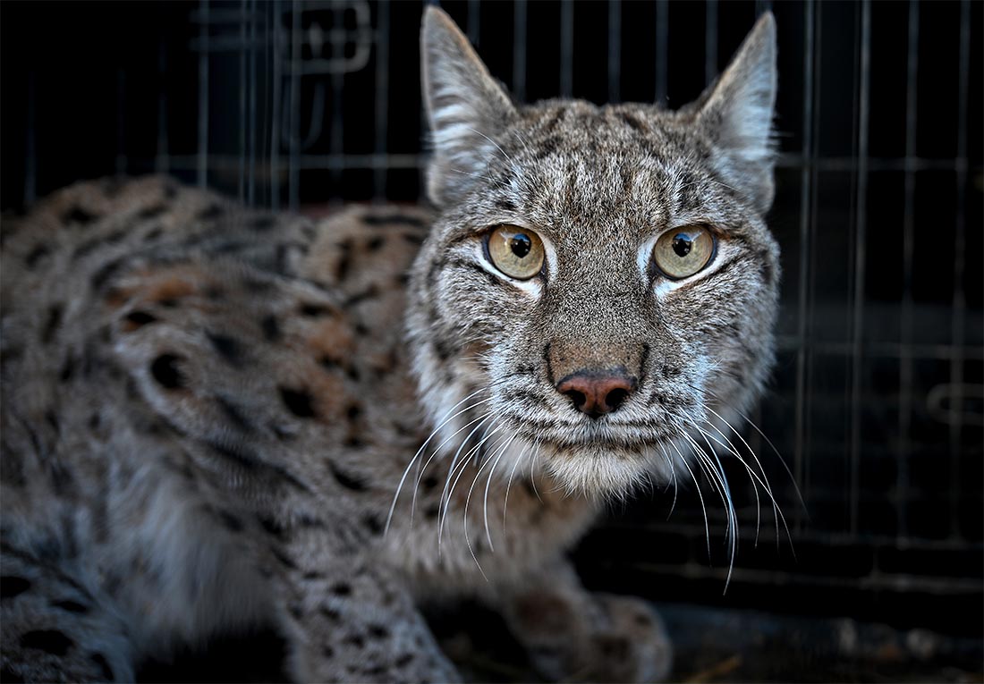 Турецкие ветеринары прооперировали раненую рысь