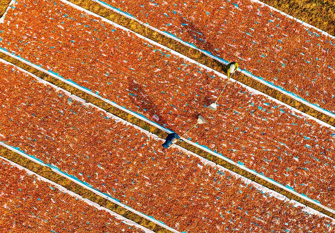 Жители деревни сушат гардению жасминовидную в Цзиане