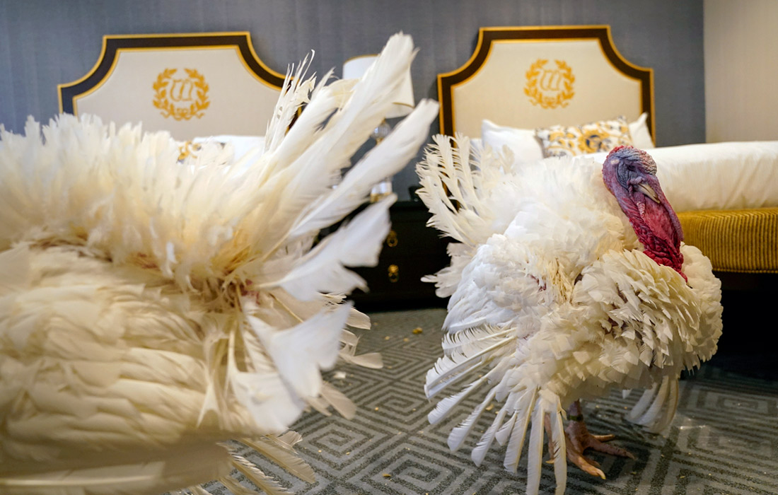 Индейки, которых помиловал президент США Джо Байден в День Благодарения, в отеле Willard InterContinental в Вашингтоне