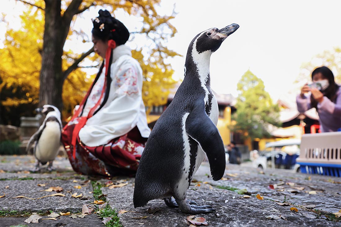 Пингвины Гумбольдта в Нанкине