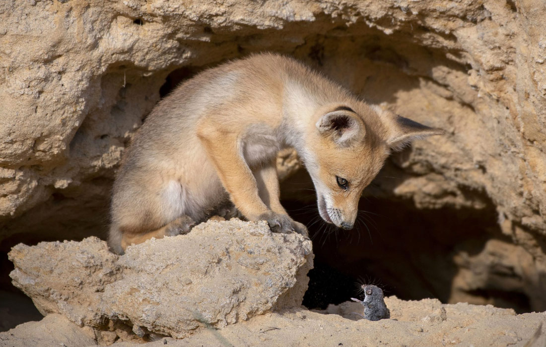 Лисенок наблюдает за землеройкой в предгорьях Иудеи, Израиль