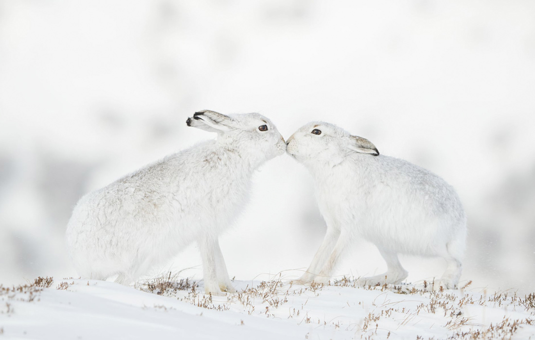 Зайцы в горах Шотландии