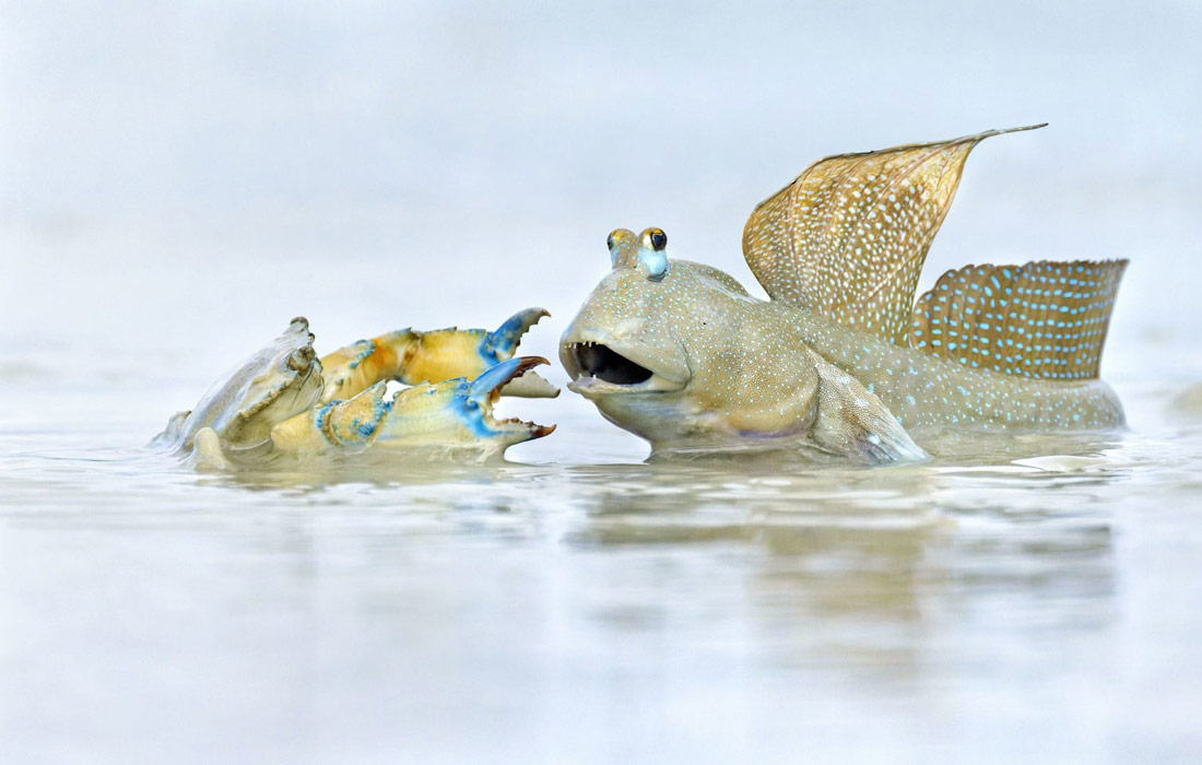 Илистый прыгун защищает свою территорию от краба в бухте Робак, Австралия