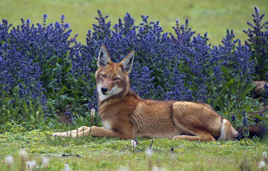 Эфиопский волк в Национальном парке Бейл-Маунтинс