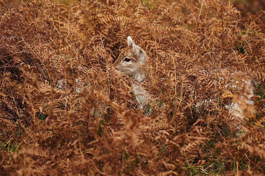 Лань в осенней листве в парке Брэдгейт в Лестершире