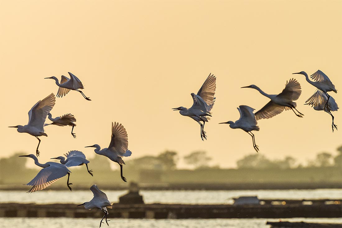 Цапли на закате на мелководье в устье Наньлюцзян в городе Бэйхай в Китае