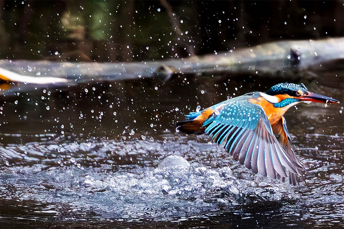Зимородок в немецком Айзенахе