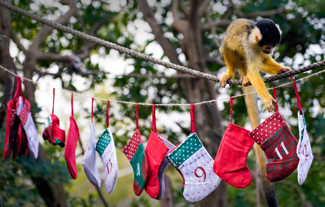 Рождественская фотосессия в Лондонском зоопарке