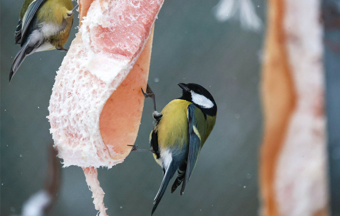 Синицы в Ивановской области