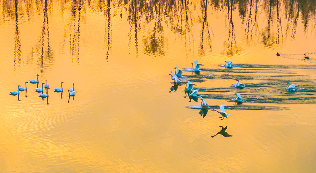 Лебеди плавают в озере Хунцзе, Китай