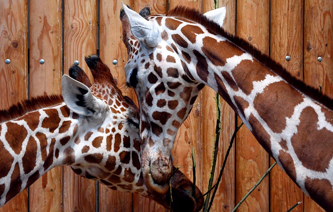 Сетчатые жирафы в сафари-парке Двур-Кралове в Чехии