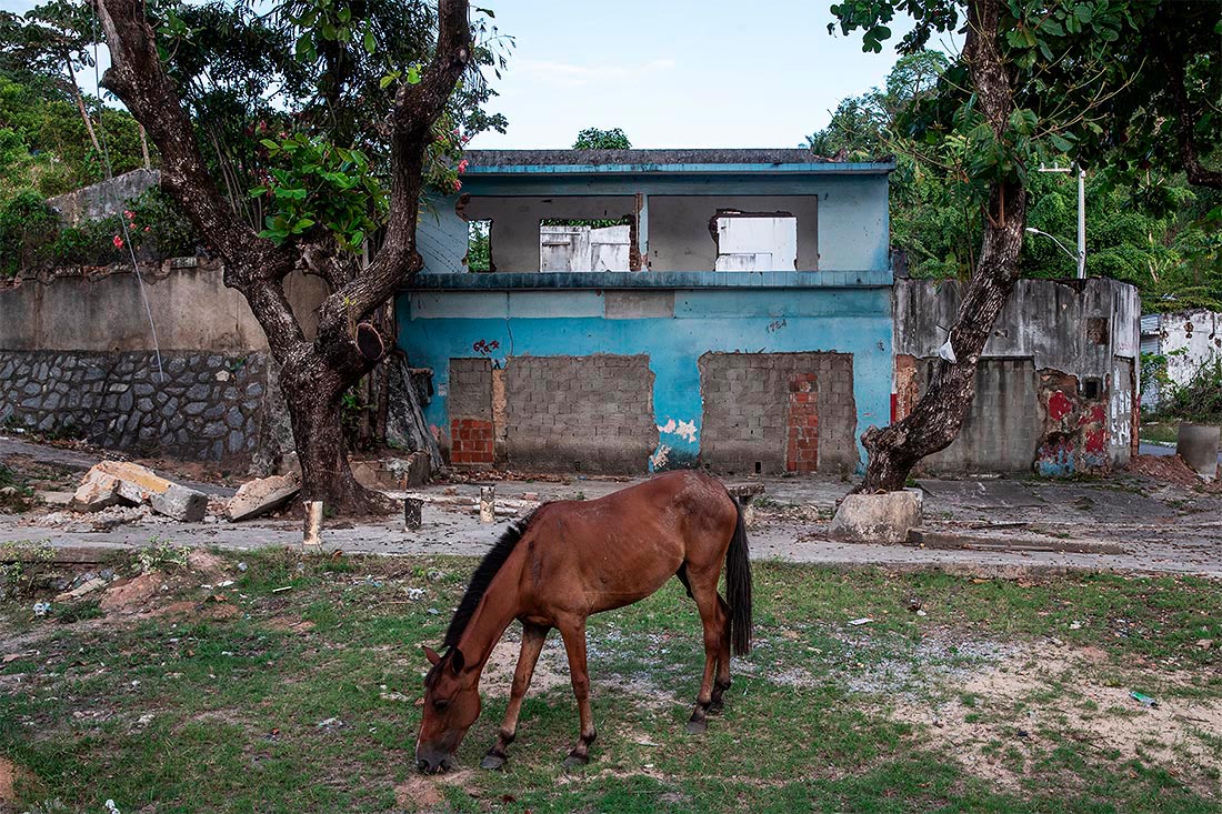 Лошадь пасется у заброшенных домов в расселенном из-за угрозы техногенной катастрофы районе Бразилии