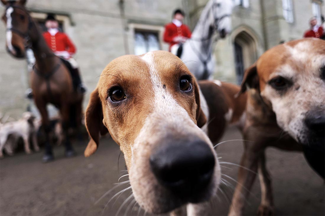 Ежегодная охота в Чиддингстоне